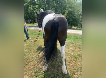 Cob Irlandese / Tinker / Gypsy Vanner, Giumenta, 13 Anni, 152 cm, Tobiano-tutti i colori