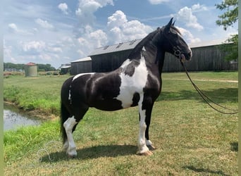 Cob Irlandese / Tinker / Gypsy Vanner, Giumenta, 13 Anni, 152 cm, Tobiano-tutti i colori