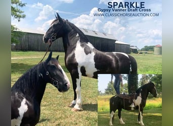 Cob Irlandese / Tinker / Gypsy Vanner, Giumenta, 13 Anni, 152 cm, Tobiano-tutti i colori