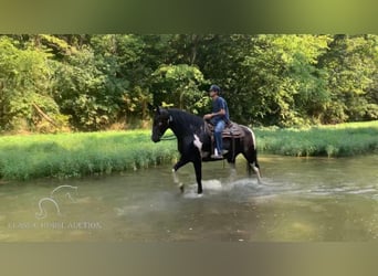 Cob Irlandese / Tinker / Gypsy Vanner, Giumenta, 13 Anni, 152 cm, Tobiano-tutti i colori