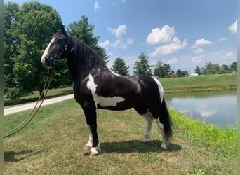 Cob Irlandese / Tinker / Gypsy Vanner, Giumenta, 13 Anni, 152 cm, Tobiano-tutti i colori