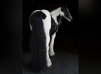 Cob Irlandese / Tinker / Gypsy Vanner, Giumenta, 13 Anni, Tobiano-tutti i colori