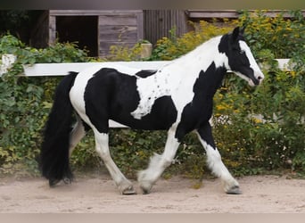 Cob Irlandese / Tinker / Gypsy Vanner, Giumenta, 13 Anni, Tobiano-tutti i colori