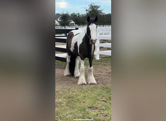 Cob Irlandese / Tinker / Gypsy Vanner, Giumenta, 13 Anni, Tobiano-tutti i colori