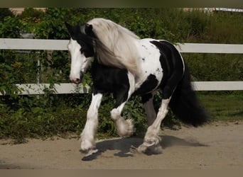 Cob Irlandese / Tinker / Gypsy Vanner, Giumenta, 13 Anni, Tobiano-tutti i colori