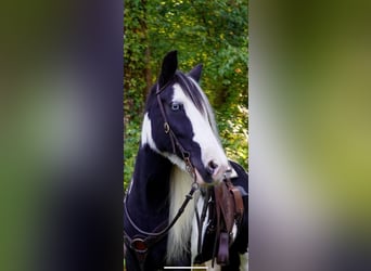 Cob Irlandese / Tinker / Gypsy Vanner, Giumenta, 13 Anni, Tobiano-tutti i colori