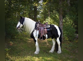 Cob Irlandese / Tinker / Gypsy Vanner, Giumenta, 13 Anni, Tobiano-tutti i colori