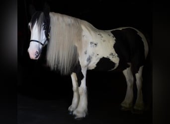 Cob Irlandese / Tinker / Gypsy Vanner, Giumenta, 13 Anni, Tobiano-tutti i colori