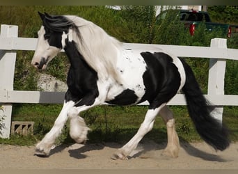 Cob Irlandese / Tinker / Gypsy Vanner, Giumenta, 13 Anni, Tobiano-tutti i colori