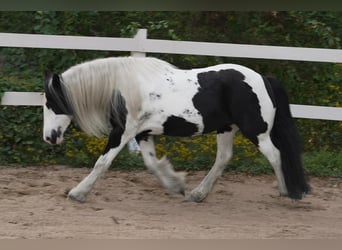 Cob Irlandese / Tinker / Gypsy Vanner, Giumenta, 13 Anni, Tobiano-tutti i colori