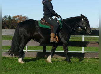 Cob Irlandese / Tinker / Gypsy Vanner Mix, Giumenta, 14 Anni, 152 cm, Morello