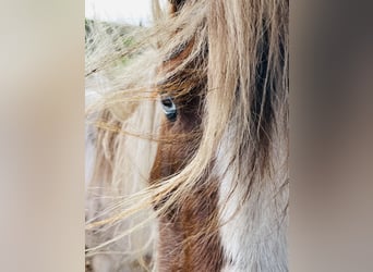 Cob Irlandese / Tinker / Gypsy Vanner Mix, Giumenta, 15 Anni, 133 cm, Pezzato