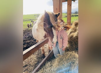 Cob Irlandese / Tinker / Gypsy Vanner Mix, Giumenta, 15 Anni, 133 cm, Pezzato