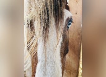 Cob Irlandese / Tinker / Gypsy Vanner Mix, Giumenta, 15 Anni, 133 cm, Pezzato