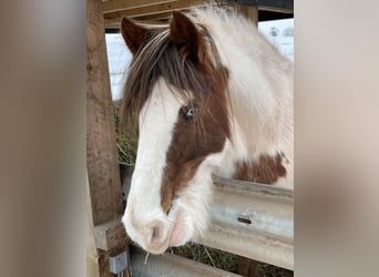 Cob Irlandese / Tinker / Gypsy Vanner Mix, Giumenta, 15 Anni, 133 cm, Pezzato