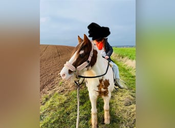 Cob Irlandese / Tinker / Gypsy Vanner Mix, Giumenta, 15 Anni, 133 cm, Pezzato