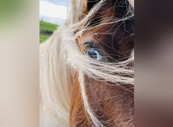 Cob Irlandese / Tinker / Gypsy Vanner Mix, Giumenta, 15 Anni, 133 cm, Pezzato