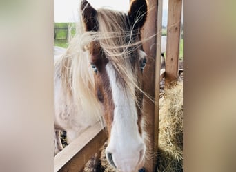 Cob Irlandese / Tinker / Gypsy Vanner Mix, Giumenta, 15 Anni, 133 cm, Pezzato