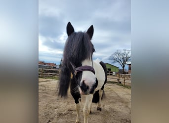 Cob Irlandese / Tinker / Gypsy Vanner, Giumenta, 15 Anni, 140 cm, Pezzato