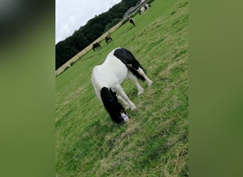 Cob Irlandese / Tinker / Gypsy Vanner, Giumenta, 15 Anni, 140 cm, Pezzato