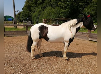 Cob Irlandese / Tinker / Gypsy Vanner, Giumenta, 15 Anni, 140 cm, Pezzato