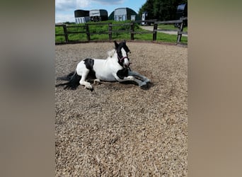 Cob Irlandese / Tinker / Gypsy Vanner, Giumenta, 15 Anni, 140 cm, Pezzato