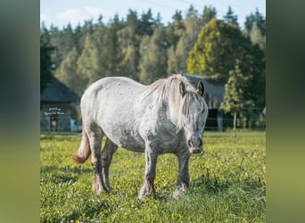 Cob Irlandese / Tinker / Gypsy Vanner, Giumenta, 15 Anni, Leopard