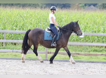 Cob Irlandese / Tinker / Gypsy Vanner, Giumenta, 16 Anni, 148 cm, Baio