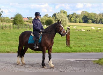 Cob Irlandese / Tinker / Gypsy Vanner, Giumenta, 16 Anni, 148 cm, Baio