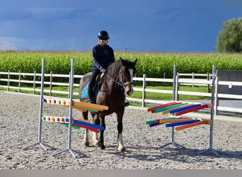 Cob Irlandese / Tinker / Gypsy Vanner, Giumenta, 16 Anni, 148 cm, Baio