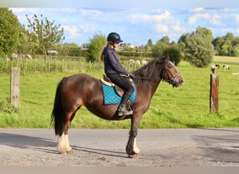 Cob Irlandese / Tinker / Gypsy Vanner, Giumenta, 16 Anni, 148 cm, Baio