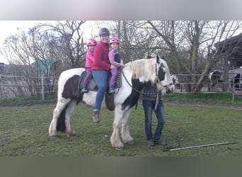 Cob Irlandese / Tinker / Gypsy Vanner, Giumenta, 18 Anni, 150 cm, Pezzato