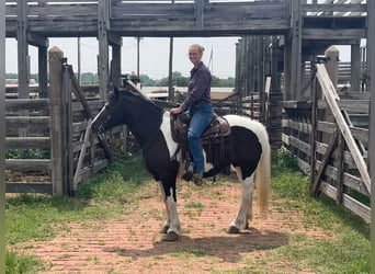 Cob Irlandese / Tinker / Gypsy Vanner, Giumenta, 18 Anni, 155 cm, Tobiano-tutti i colori