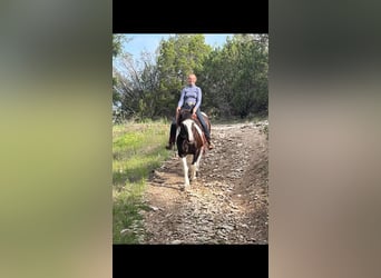 Cob Irlandese / Tinker / Gypsy Vanner, Giumenta, 18 Anni, 155 cm, Tobiano-tutti i colori