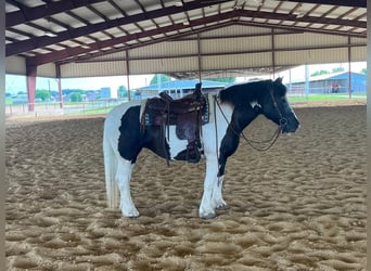 Cob Irlandese / Tinker / Gypsy Vanner, Giumenta, 18 Anni, 155 cm, Tobiano-tutti i colori