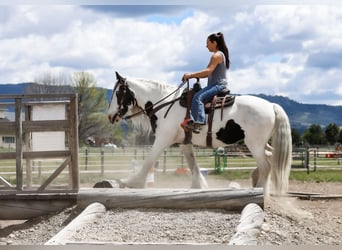 Cob Irlandese / Tinker / Gypsy Vanner, Giumenta, 18 Anni, 157 cm, Pezzato