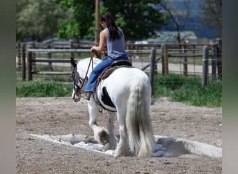 Cob Irlandese / Tinker / Gypsy Vanner, Giumenta, 18 Anni, 157 cm, Pezzato