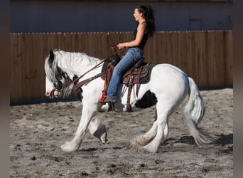 Cob Irlandese / Tinker / Gypsy Vanner, Giumenta, 18 Anni, 157 cm, Pezzato