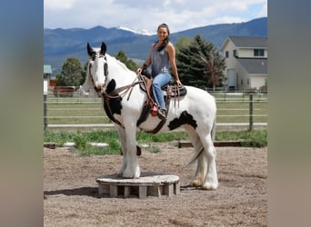 Cob Irlandese / Tinker / Gypsy Vanner, Giumenta, 18 Anni, 157 cm, Pezzato