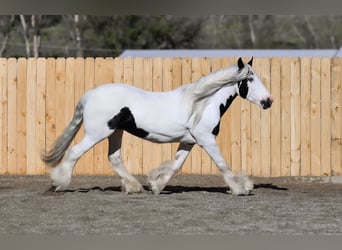 Cob Irlandese / Tinker / Gypsy Vanner, Giumenta, 18 Anni, 157 cm, Pezzato