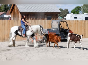 Cob Irlandese / Tinker / Gypsy Vanner, Giumenta, 18 Anni, 157 cm, Pezzato