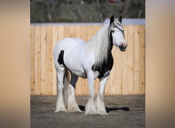 Cob Irlandese / Tinker / Gypsy Vanner, Giumenta, 18 Anni, 157 cm, Pezzato