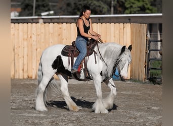 Cob Irlandese / Tinker / Gypsy Vanner, Giumenta, 18 Anni, 157 cm, Pezzato