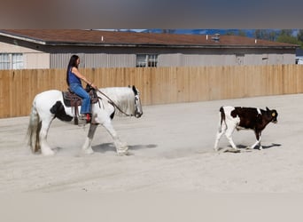 Cob Irlandese / Tinker / Gypsy Vanner, Giumenta, 18 Anni, 157 cm, Pezzato