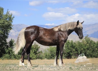 Cob Irlandese / Tinker / Gypsy Vanner Mix, Giumenta, 1 Anno, 142 cm, Morello