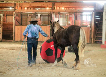 Cob Irlandese / Tinker / Gypsy Vanner Mix, Giumenta, 1 Anno, 142 cm, Morello