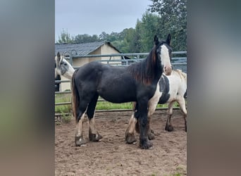 Cob Irlandese / Tinker / Gypsy Vanner, Giumenta, 1 Anno, 152 cm, Baio