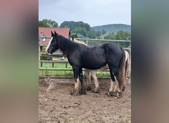 Cob Irlandese / Tinker / Gypsy Vanner, Giumenta, 1 Anno, 152 cm, Baio