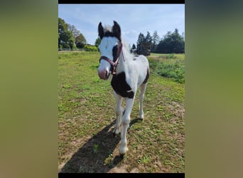 Cob Irlandese / Tinker / Gypsy Vanner, Giumenta, 1 Anno, Pezzato