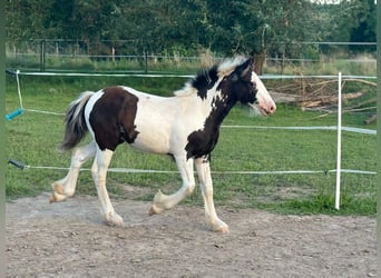 Cob Irlandese / Tinker / Gypsy Vanner, Giumenta, 1 Anno, Pezzato